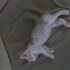 DÜNYANIN EN OYUNCU KEDİSİ fotoğraf