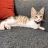 Yavru tekir kedi sahiplendirme fotoğraf