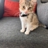 Yavru tekir kedi sahiplendirme fotoğraf
