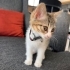 Yavru tekir kedi sahiplendirme fotoğraf