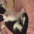 Zeytin bebek yuva arıyor fotoğraf