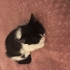 Zeytin bebek yuva arıyor fotoğraf