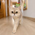 Ücretsiz sahiplenme British kedi fotoğraf