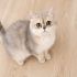 Ücretsiz sahiplenme British kedi fotoğraf