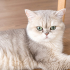 Ücretsiz sahiplenme British kedi fotoğraf
