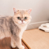 Ücretsiz sahiplenme British kedi fotoğraf