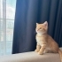 Cookie yuva arıyor🐣 fotoğraf