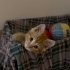 Minnoş Yuva Arıyor 🐈✨ fotoğraf
