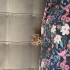 Minnoş Yuva Arıyor 🐈✨ fotoğraf