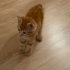 Minnoş Yuva Arıyor 🐈✨ fotoğraf
