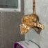 Minnoş Yuva Arıyor 🐈✨ fotoğraf