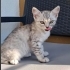 Luna yuva arıyor fotoğraf