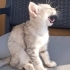Luna yuva arıyor fotoğraf