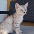 Luna yuva arıyor fotoğraf