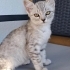 Luna yuva arıyor fotoğraf