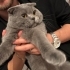 Gofret oğlumuza acil kalıcı yuva fotoğraf