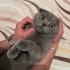 Gofret oğlumuza acil kalıcı yuva fotoğraf