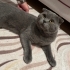 Gofret oğlumuza acil kalıcı yuva fotoğraf