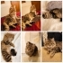 1 yaşında dişi kısır tekir kedi fotoğraf
