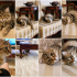 1 yaşında dişi kısır tekir kedi fotoğraf