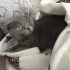 SCOTTISH FOLD CİNS KEDİ AİLESİNİ ARIYOR LÜTFEN ONA YUVA OL fotoğraf