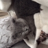 SCOTTISH FOLD CİNS KEDİ AİLESİNİ ARIYOR LÜTFEN ONA YUVA OL fotoğraf