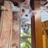 Dişi ve Erkek yavru 2 kardeş yuva arıyor fotoğraf