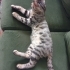 ÇOK ACİL mirmir kucak delisi yavru kedi fotoğraf