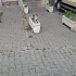 Sevgi kedisi tekir 5 -6 aylık cana yakın patili dost fotoğraf