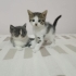 İki minik kız yeni yuvalarını arıyor fotoğraf