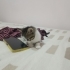 İki minik kız yeni yuvalarını arıyor fotoğraf