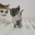 İki minik kız yeni yuvalarını arıyor fotoğraf