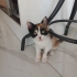 GEÇİCİ YUVASINDAKİ EVİN KEDİSİ STRESE GİRDİ ACİL KALICI YUVA fotoğraf