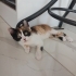 GEÇİCİ YUVASINDAKİ EVİN KEDİSİ STRESE GİRDİ ACİL KALICI YUVA fotoğraf
