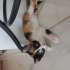 GEÇİCİ YUVASINDAKİ EVİN KEDİSİ STRESE GİRDİ ACİL KALICI YUVA fotoğraf