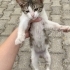 Dışarda korkarak yaşayan minik kedi fotoğraf