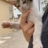 Dışarda korkarak yaşayan minik kedi fotoğraf