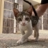 Dışarda korkarak yaşayan minik kedi fotoğraf
