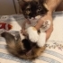 Torbie & White (Torbie and White) 🧡🖤🤍 fotoğraf