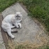 Acil! Scottish Fold ücretsiz sahiplendirme fotoğraf