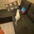 Çok Sempatik minyatür fotoğraf