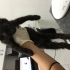 Sağlıklılar, Sevimli ve Oyuncular Ama Kafeste Büyüyorlar fotoğraf