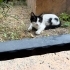 Yavru smokin kedi fotoğraf
