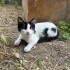 Yavru smokin kedi fotoğraf