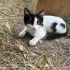Yavru smokin kedi fotoğraf