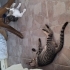 🤎🤍 İSTANBUL | KARAMEL & KÖPÜK ÖMÜRLÜK YUVALARINI ARIYOR! 🤍🤎 fotoğraf