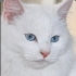 BEMBEYAZ TÜYLER, MASMAVİ GÖZLER ÜCRETSİZ BRİTİSH LONGHAİR KEDİLER fotoğraf