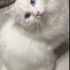 BEMBEYAZ TÜYLER, MASMAVİ GÖZLER ÜCRETSİZ BRİTİSH LONGHAİR KEDİLER fotoğraf