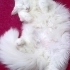 BEMBEYAZ TÜYLER, MASMAVİ GÖZLER ÜCRETSİZ BRİTİSH LONGHAİR KEDİLER fotoğraf