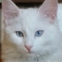 BEMBEYAZ TÜYLER, MASMAVİ GÖZLER ÜCRETSİZ BRİTİSH LONGHAİR KEDİLER fotoğraf